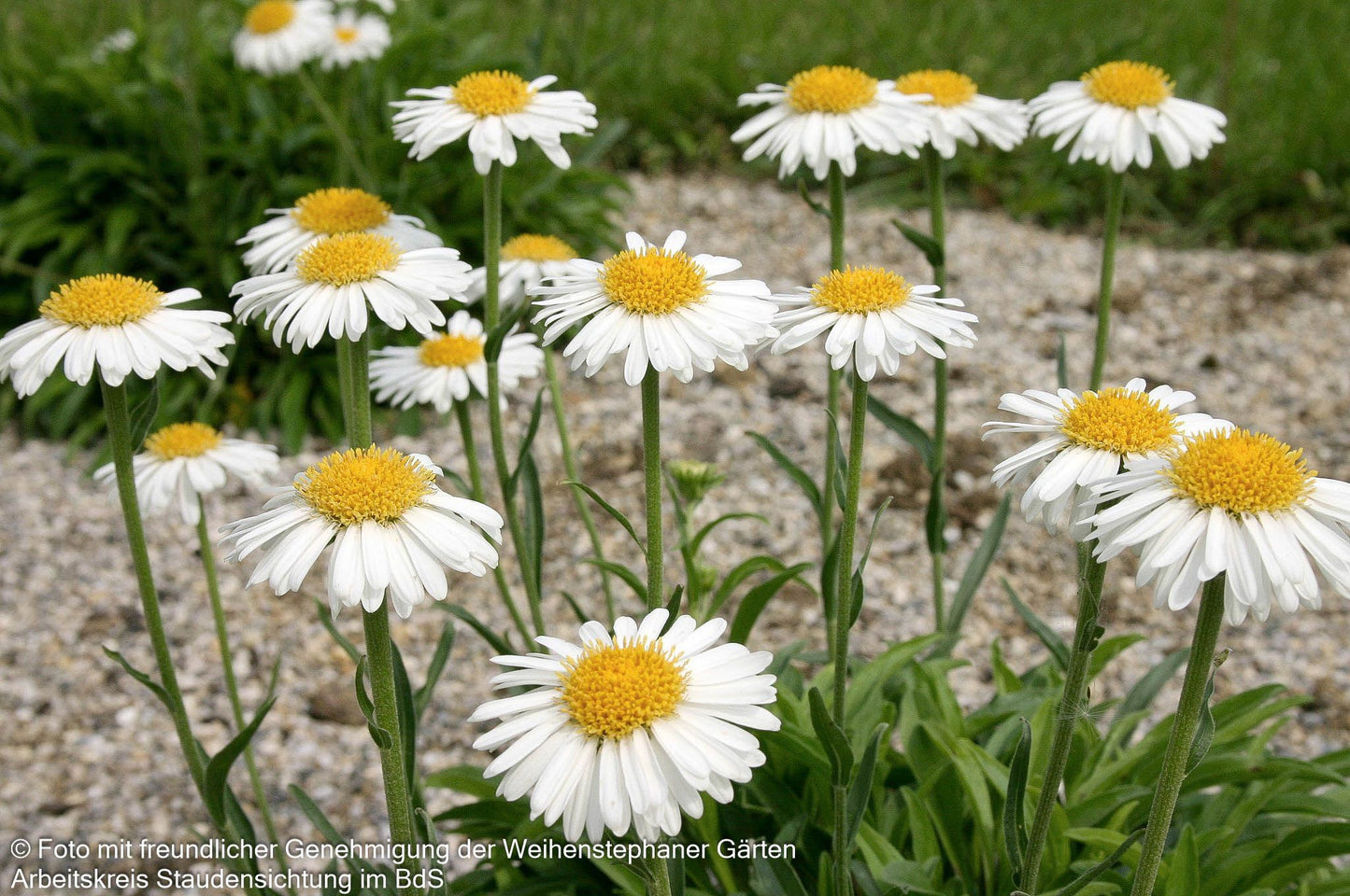 Alpen-Aster 'Albus' (Aster alpinus)