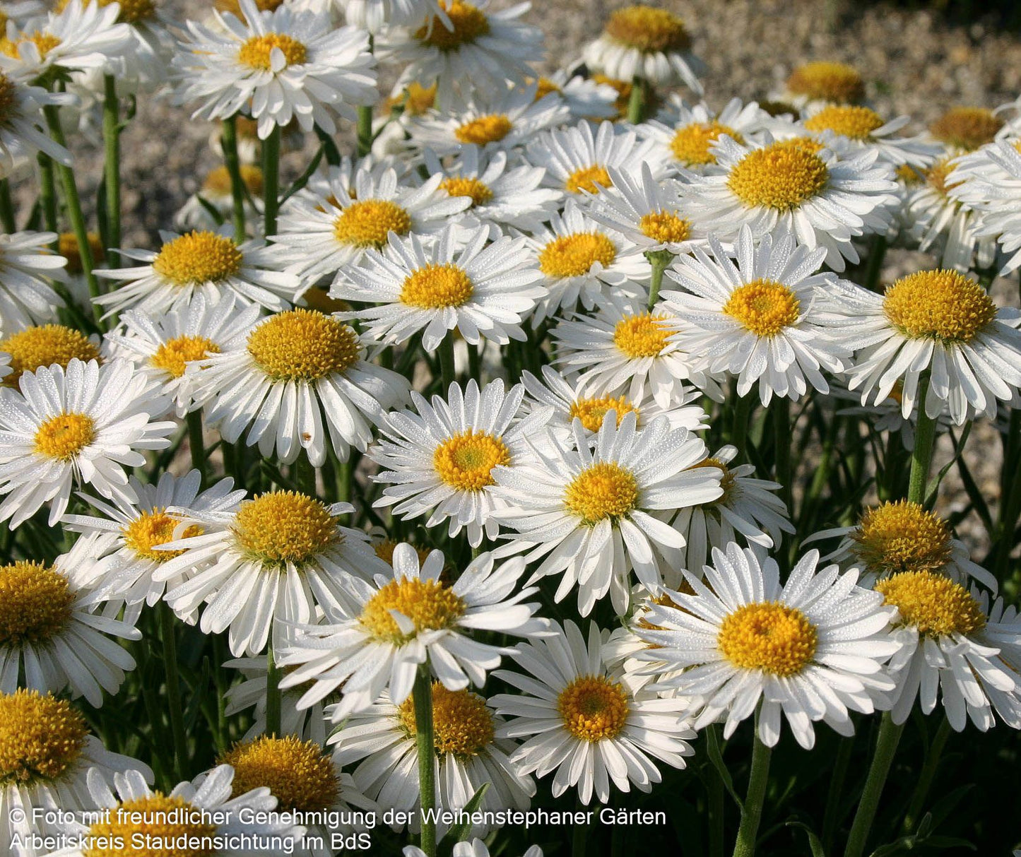 Alpen-Aster 'Albus' (Aster alpinus)