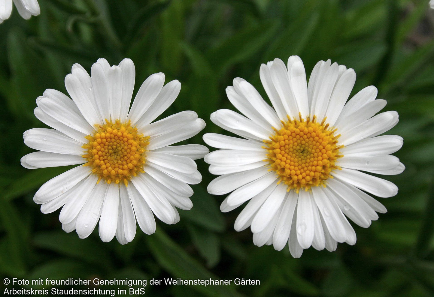 Alpen-Aster 'Albus' (Aster alpinus)