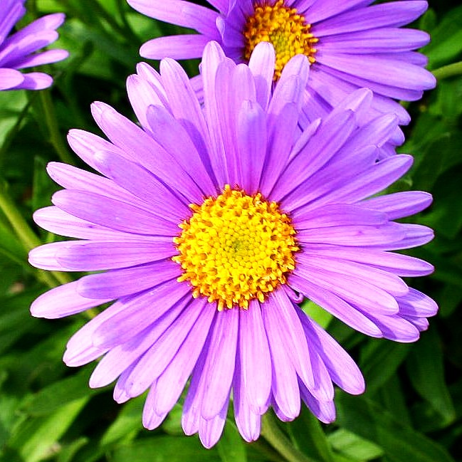 Alpen-Aster (Aster alpinus)