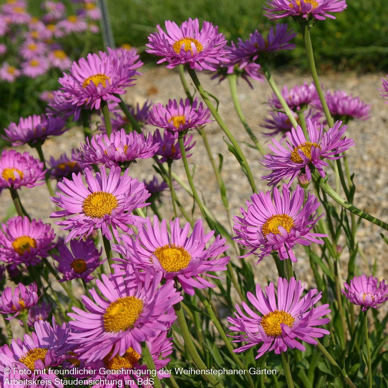 Alpen-Aster 'Happy End' (Aster alpinus)