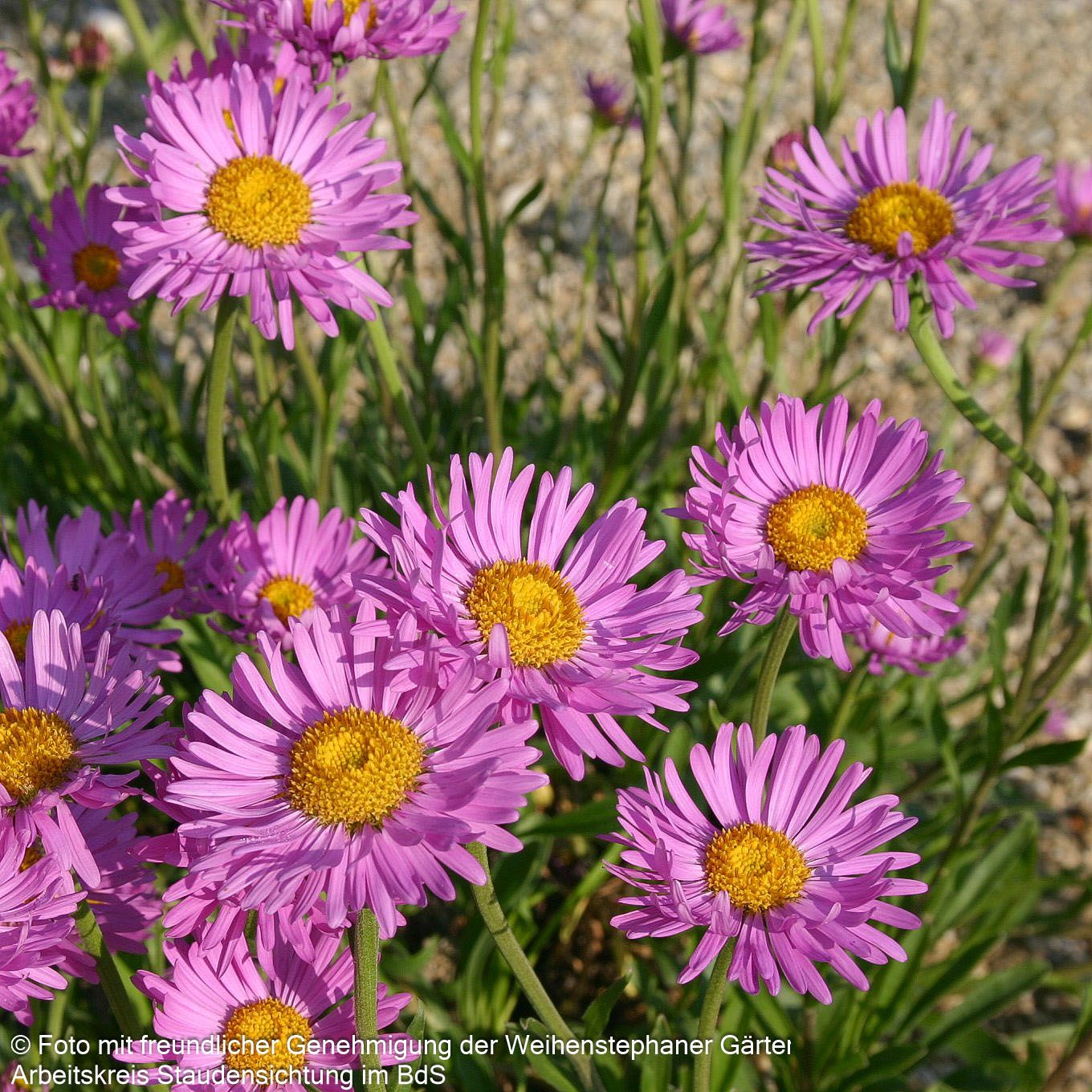 Alpen-Aster 'Happy End' (Aster alpinus)