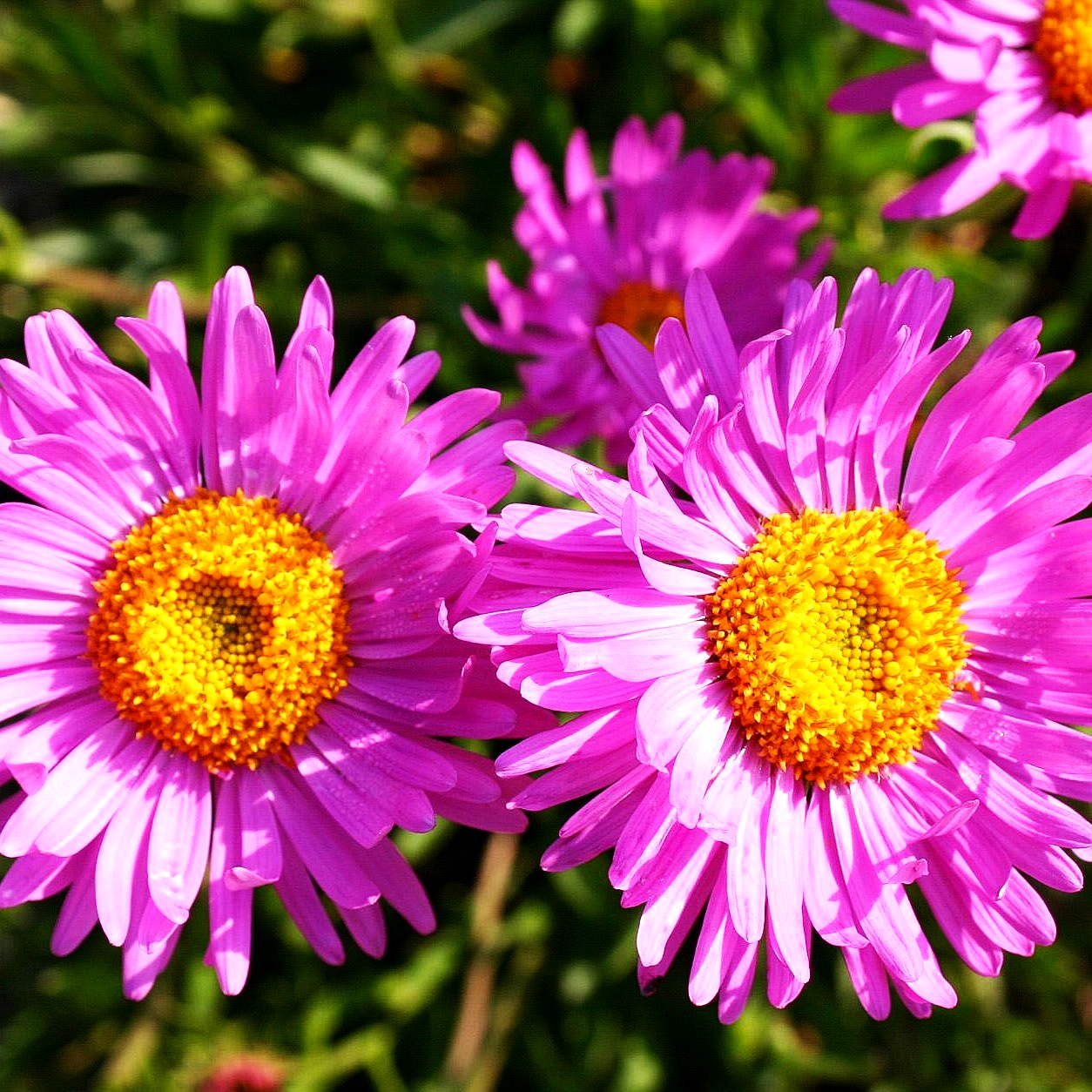 Alpen-Aster 'Happy End' (Aster alpinus)