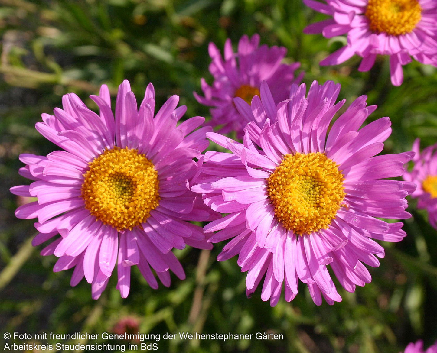 Alpen-Aster 'Happy End' (Aster alpinus)