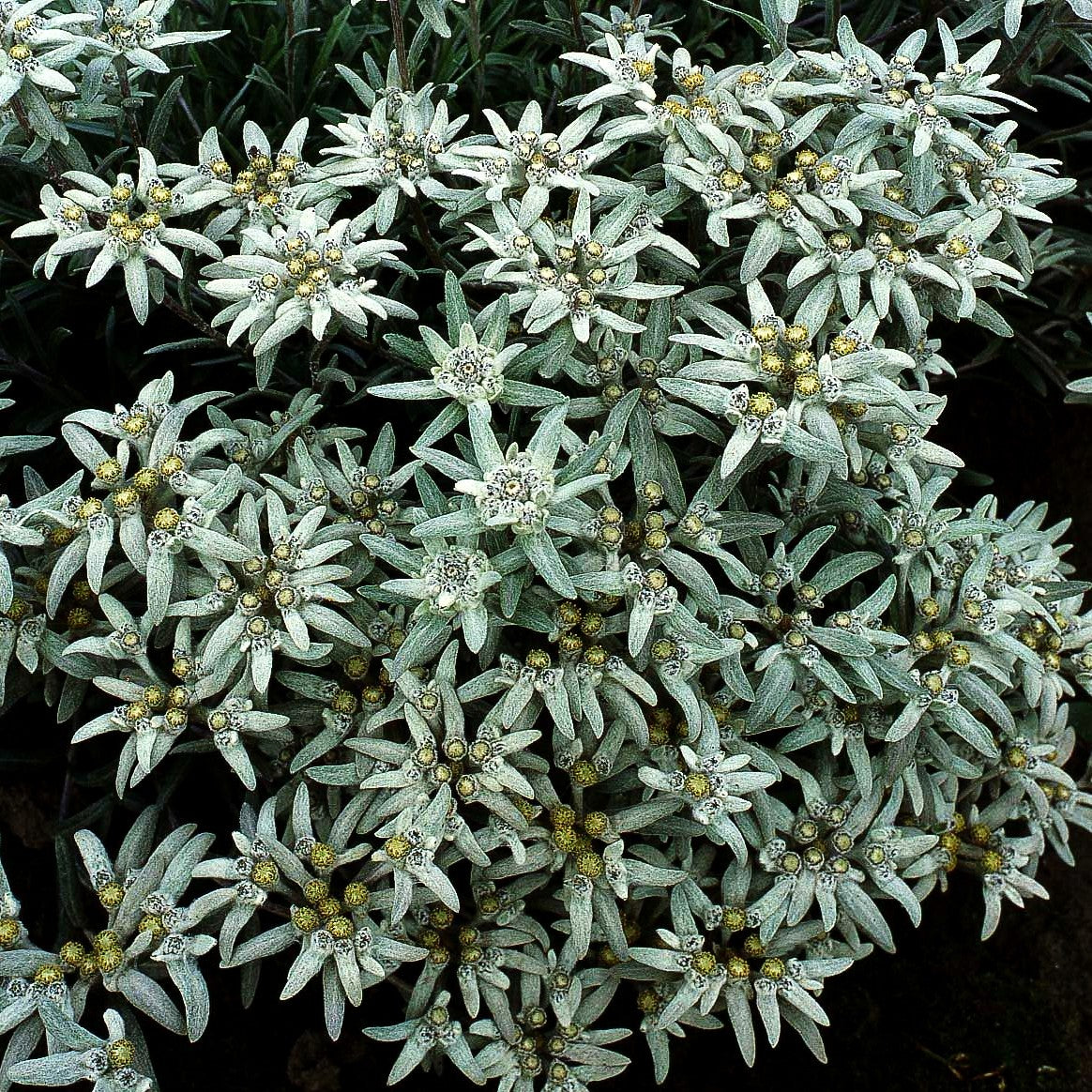 Alpen-Edelweiß (Leontopodium alpinum)