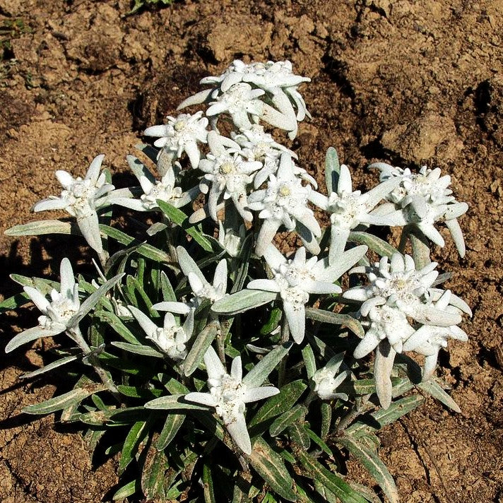 Alpen-Edelweiß 'Stella Bavaria' (Leontopodium alpinum)