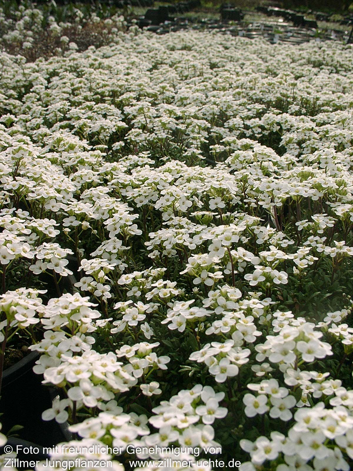 Alpen-Gämskresse (Pritzelago alpina ssp.alpina)