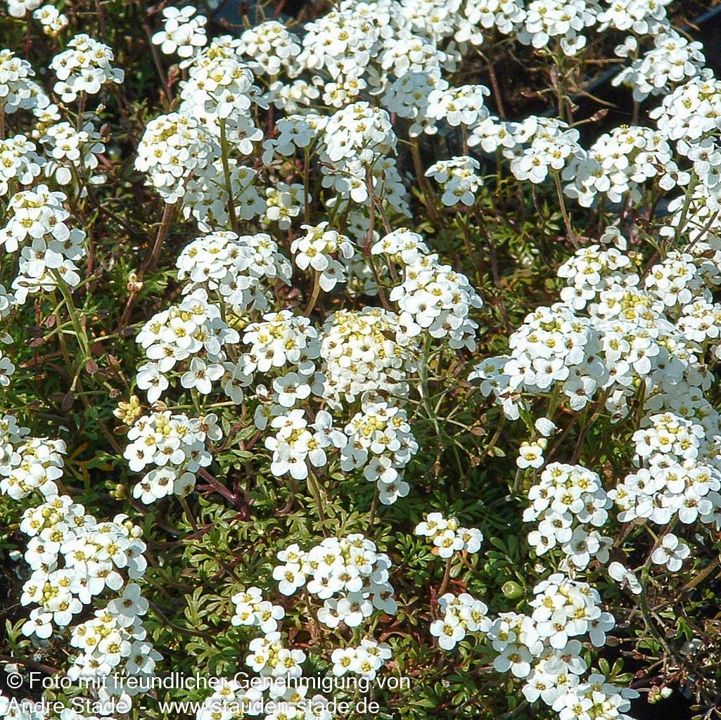 Alpen-Gämskresse (Pritzelago alpina ssp.alpina)