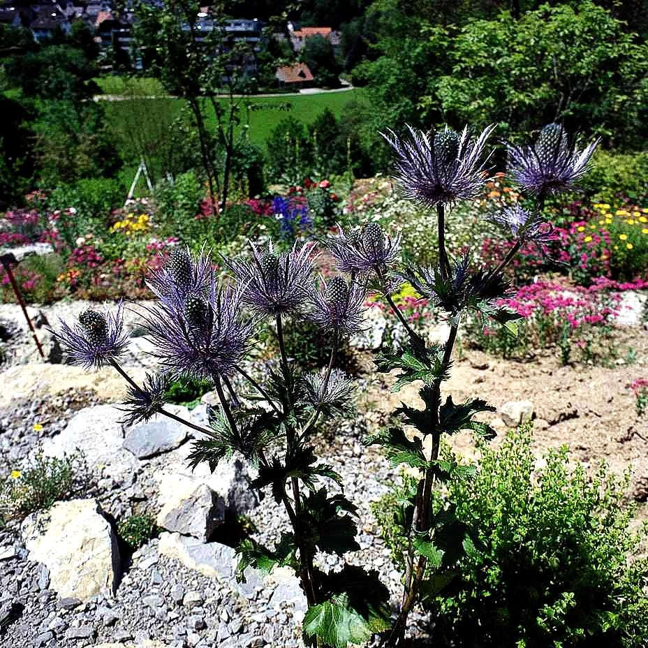 Alpen-Mannstreu 'Blue Star' (Eryngium alpinum)