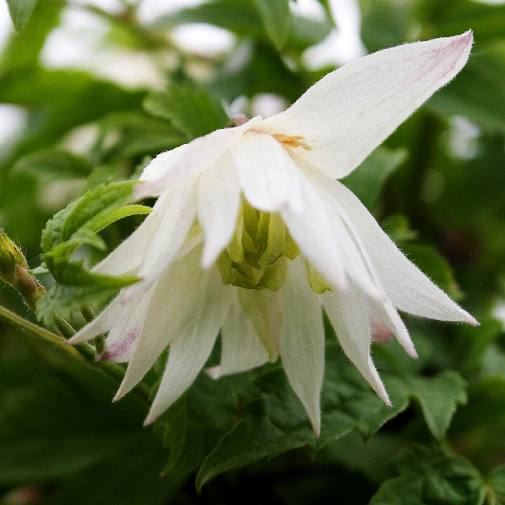 Alpen-Waldrebe 'Albina Plena' (Clematis alp.sib.)