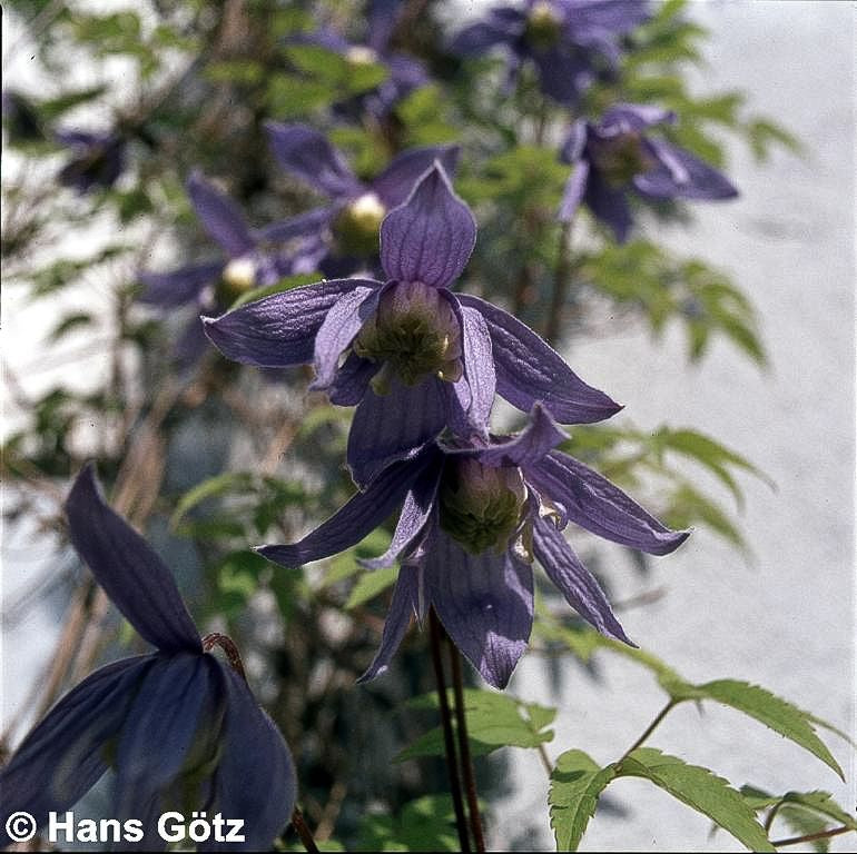 Alpen-Waldrebe (Clematis alpina)