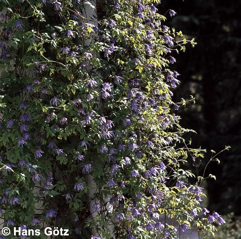 Alpen-Waldrebe (Clematis alpina)