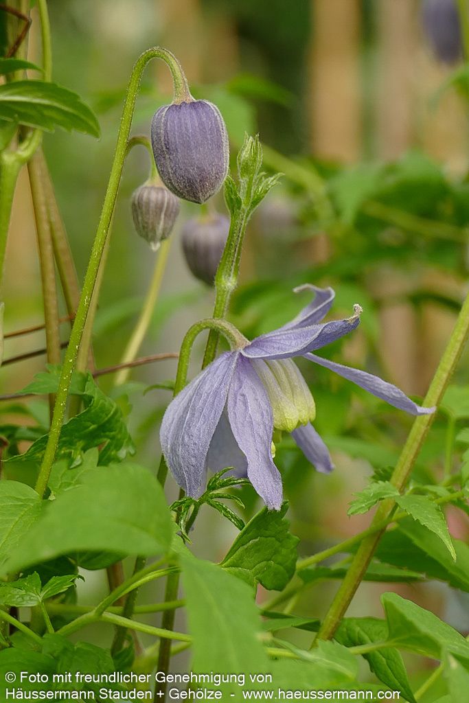 Alpen-Waldrebe (Clematis alpina)