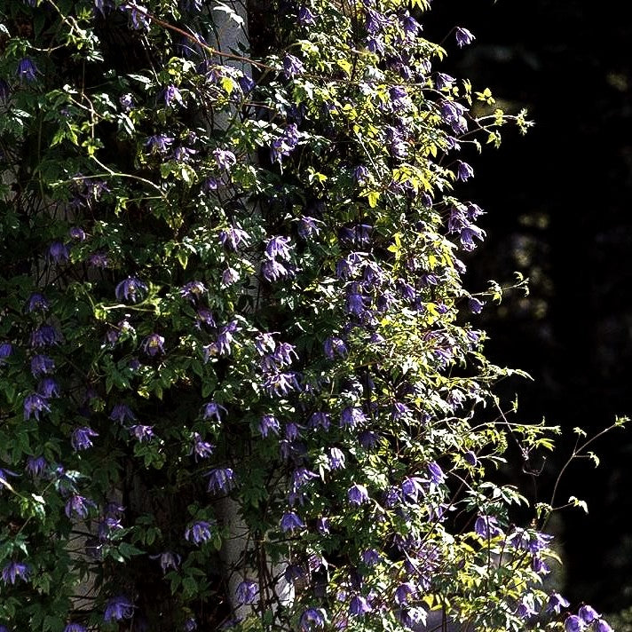 Alpen-Waldrebe (Clematis alpina)