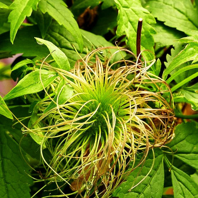 Alpen-Waldrebe 'Constance' (Clematis alpina)