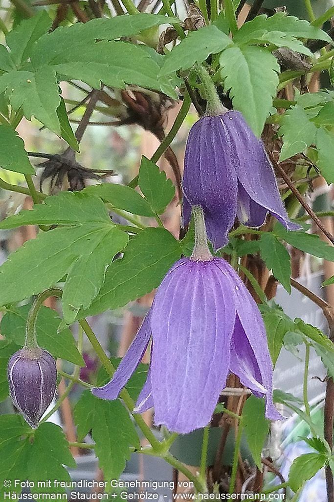 Alpen-Waldrebe 'Frances Rivis' (Clematis alpina)