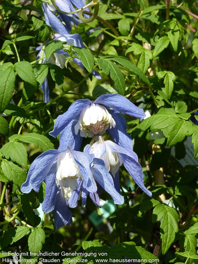 Alpen-Waldrebe 'Frances Rivis' (Clematis alpina)