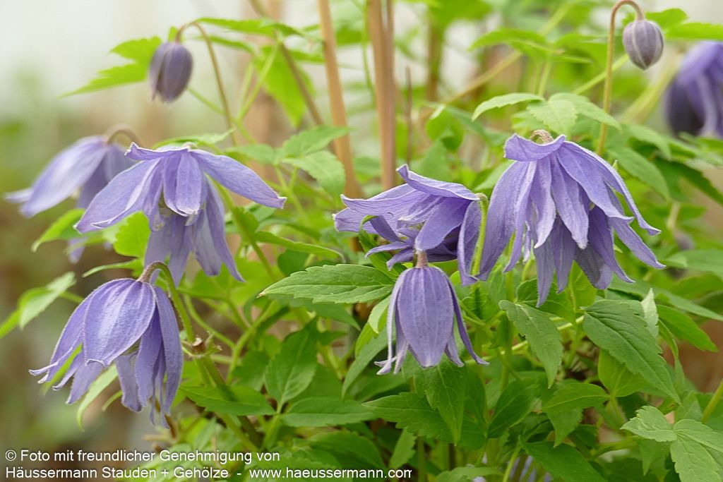 Alpen-Waldrebe 'Frances Rivis' (Clematis alpina)