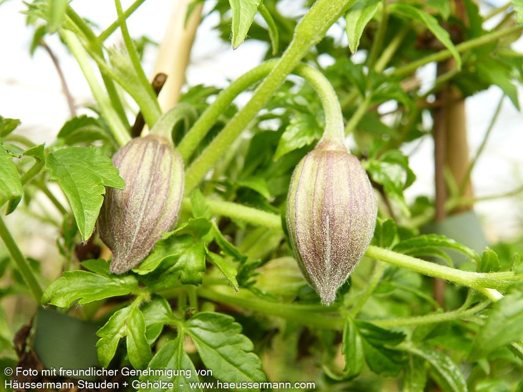 Alpen-Waldrebe 'Frances Rivis' (Clematis alpina)