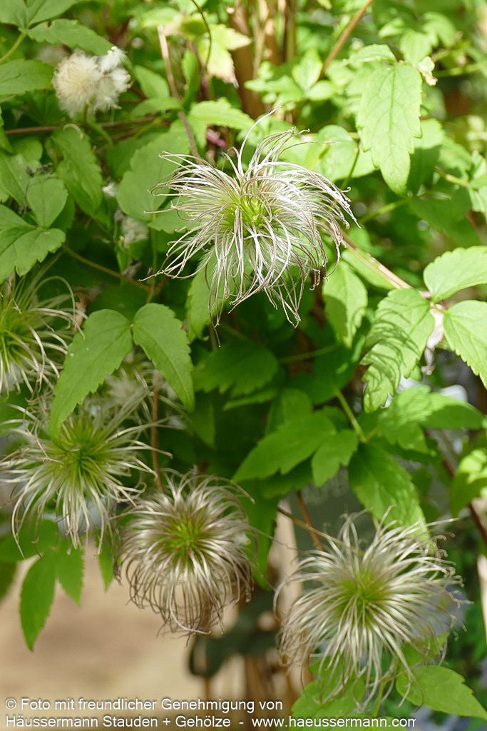 Alpen-Waldrebe 'Frances Rivis' (Clematis alpina)