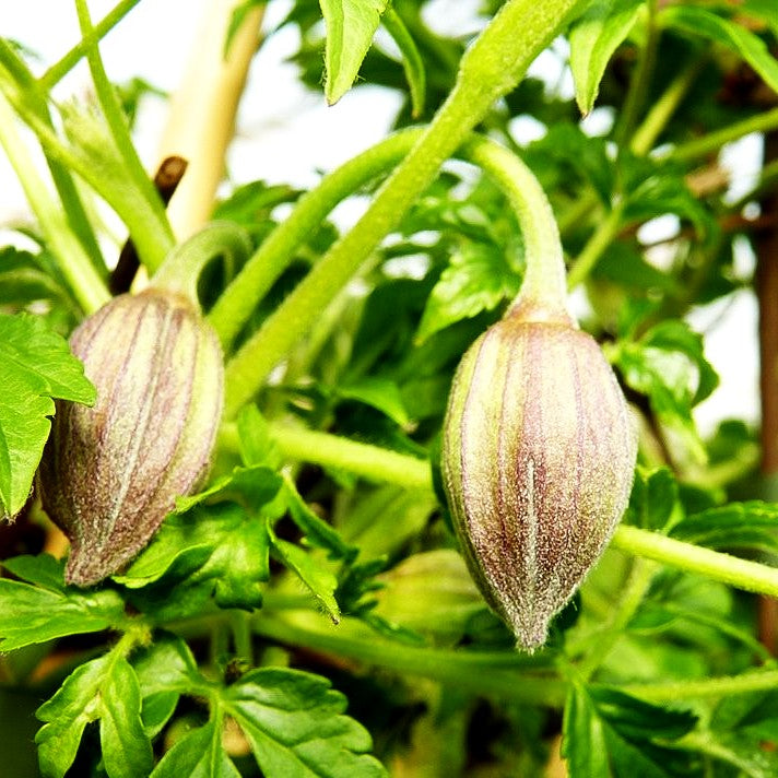 Alpen-Waldrebe 'Frances Rivis' (Clematis alpina)