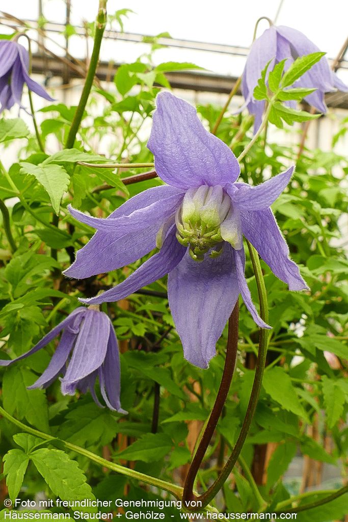 Alpen-Waldrebe 'Frances Rivis' (Clematis alpina)