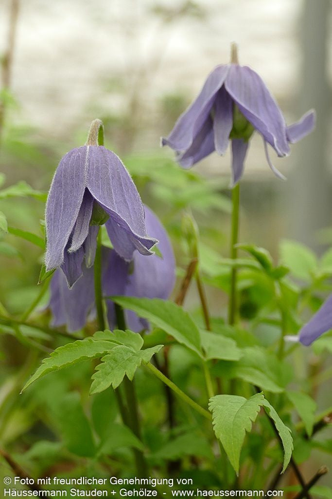 Alpen-Waldrebe 'Frances Rivis' (Clematis alpina)