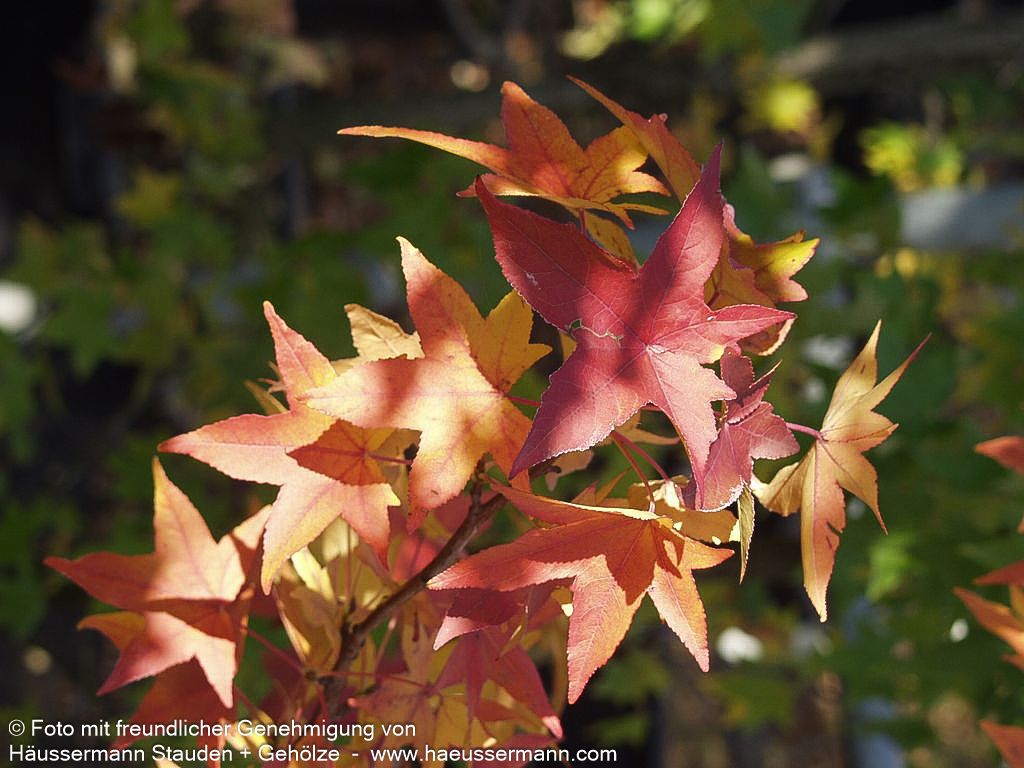 Amberbaum (Liquidambar styraciflua)