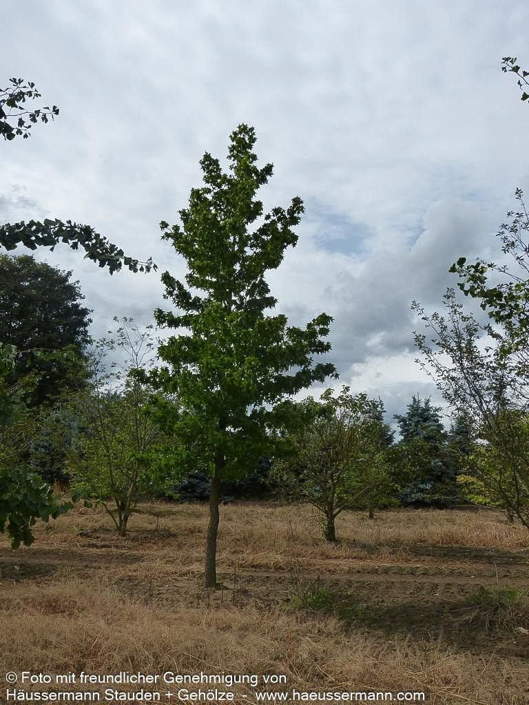 Amberbaum (Liquidambar styraciflua)