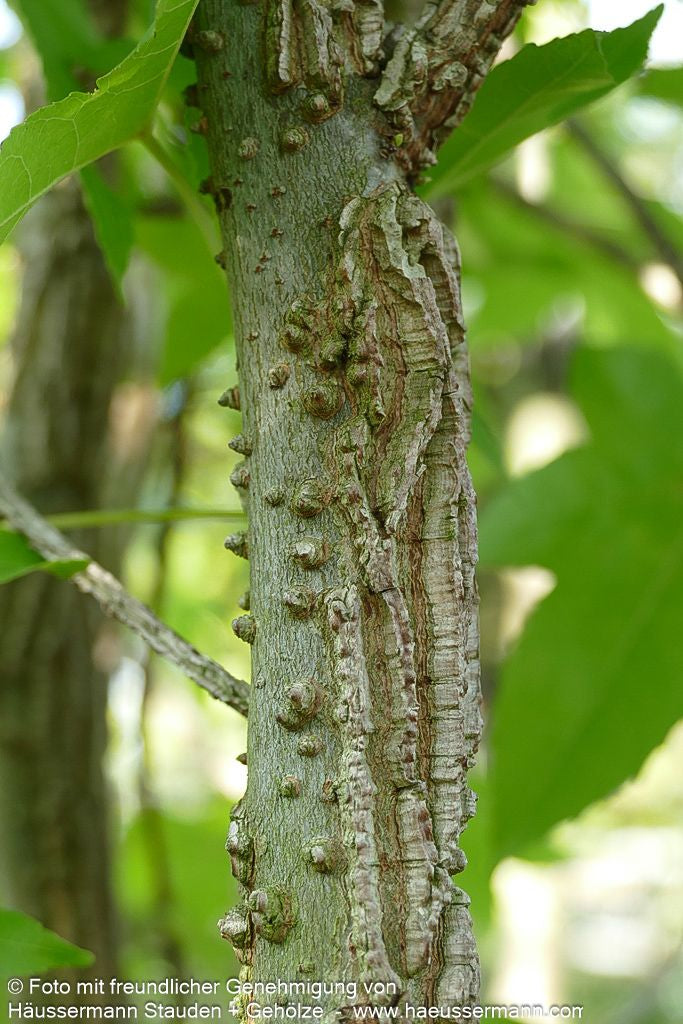 Amberbaum (Liquidambar styraciflua)