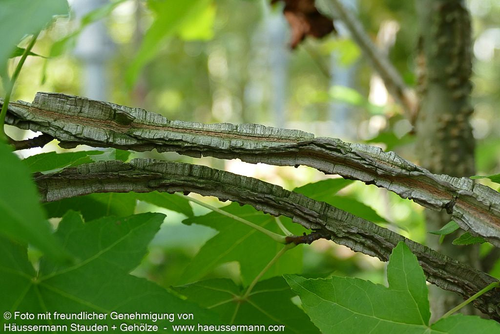 Amberbaum (Liquidambar styraciflua)