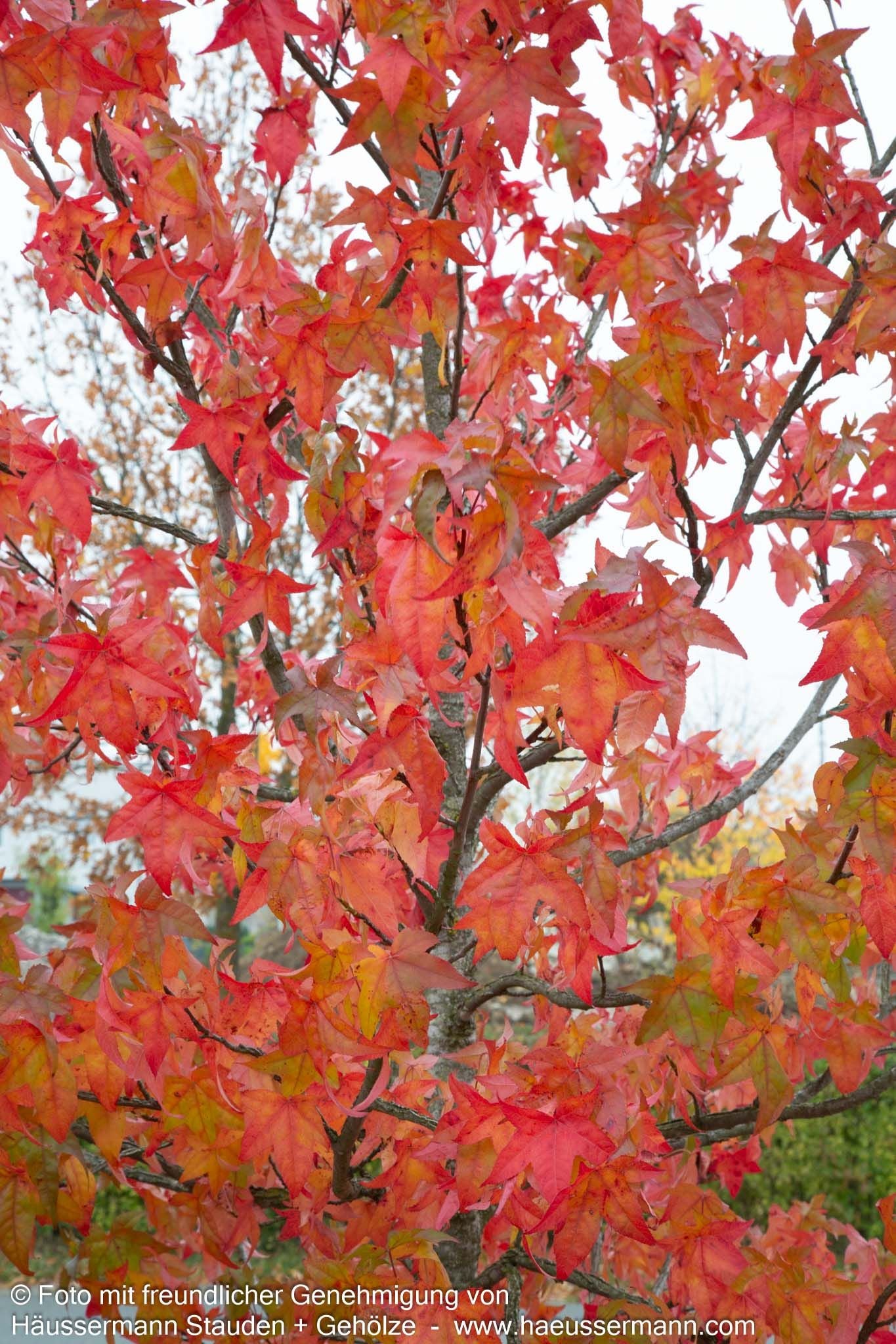 Amberbaum (Liquidambar styraciflua)