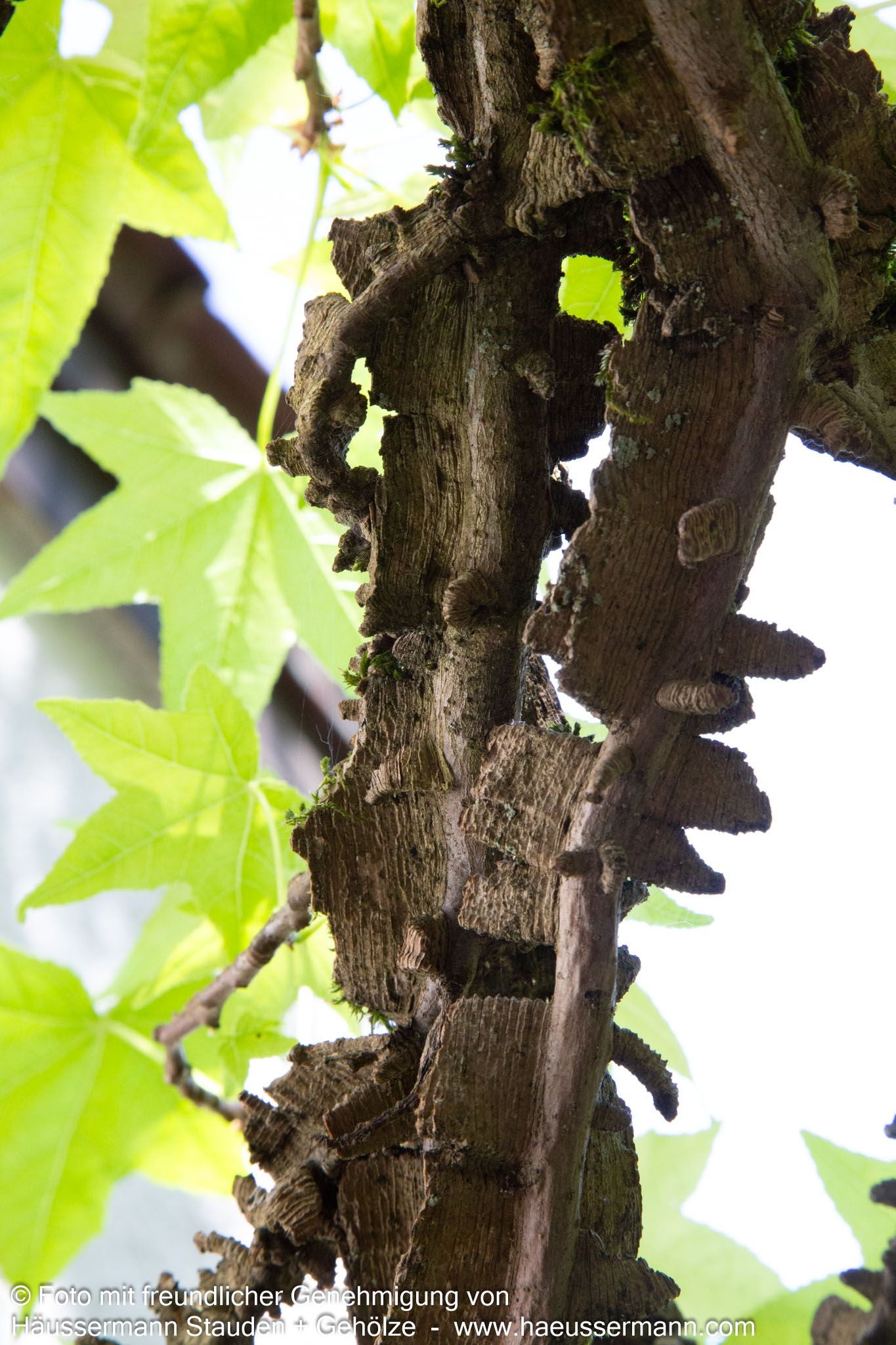 Amberbaum (Liquidambar styraciflua)