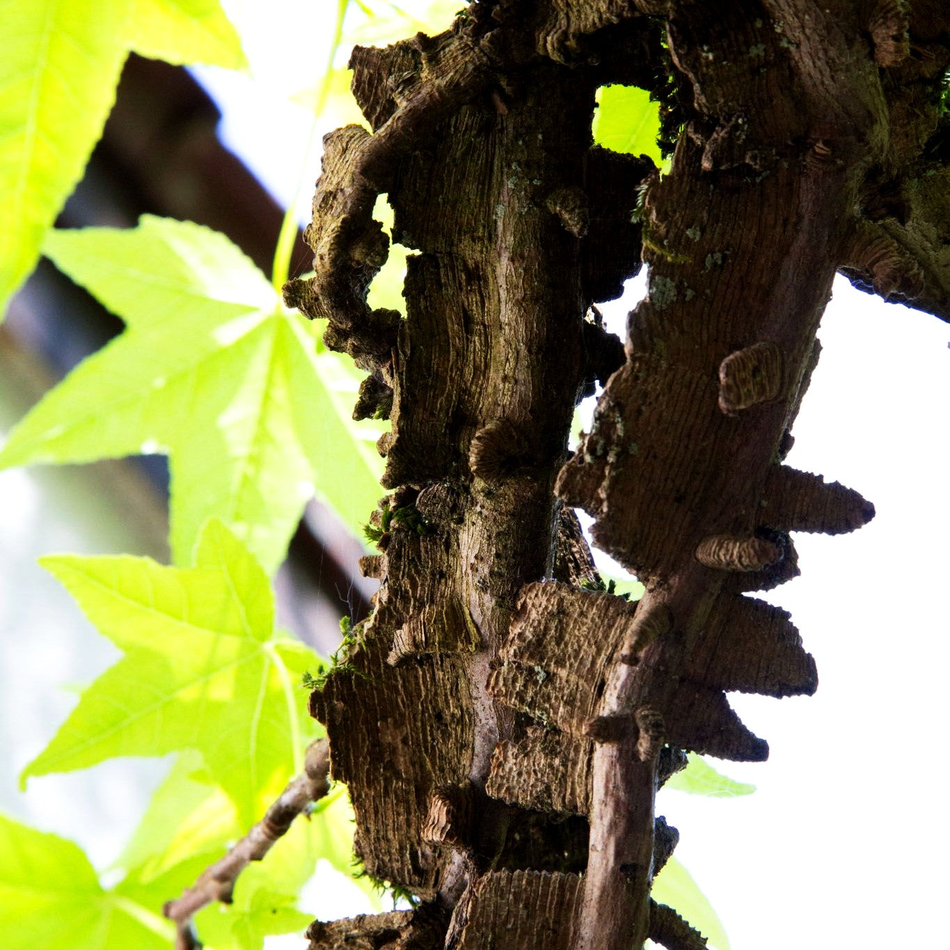 Amberbaum (Liquidambar styraciflua)