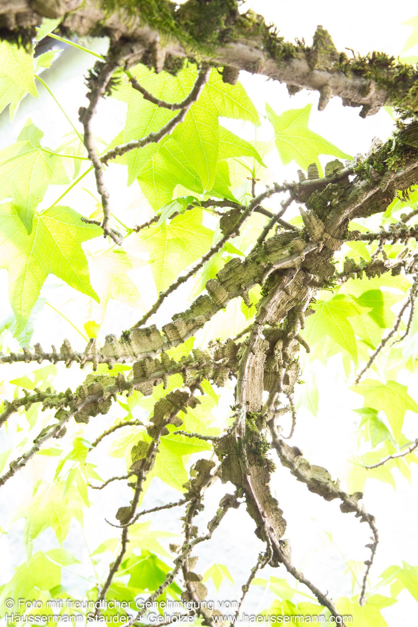 Amberbaum (Liquidambar styraciflua)