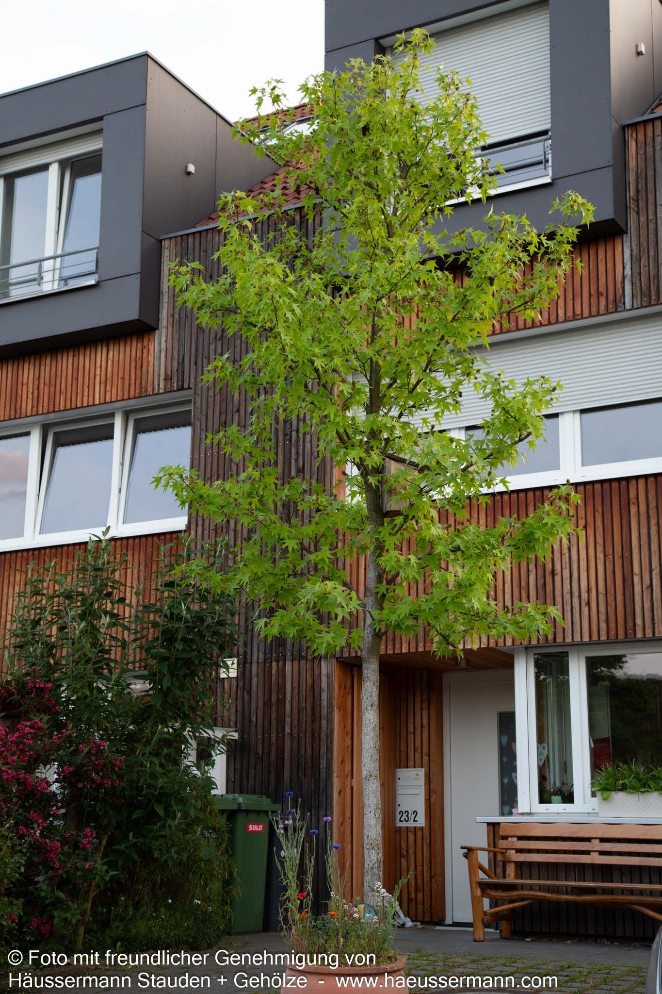Amberbaum (Liquidambar styraciflua)