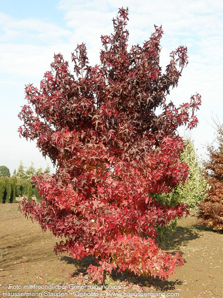 Amberbaum (Liquidambar styraciflua)