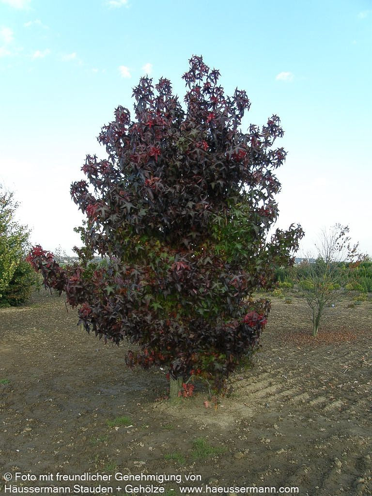 Amberbaum (Liquidambar styraciflua)