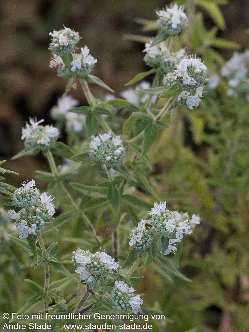Amerikanische Bergminze (Pycnanthemum pilosum)
