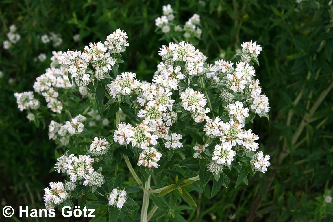 Amerikanische Bergminze (Pycnanthemum pilosum)