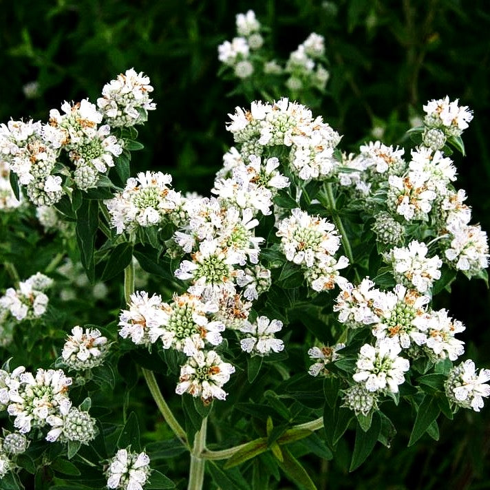 Amerikanische Bergminze (Pycnanthemum pilosum)
