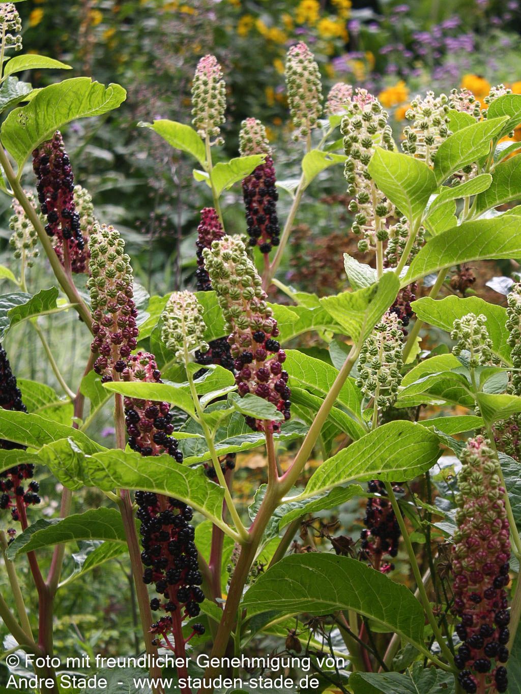 Amerikanische Kermesbeere (Phytolacca americana)