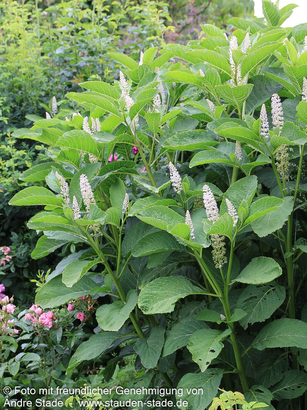 Amerikanische Kermesbeere (Phytolacca americana)