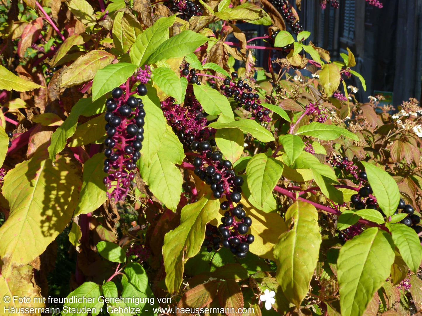 Amerikanische Kermesbeere (Phytolacca americana)