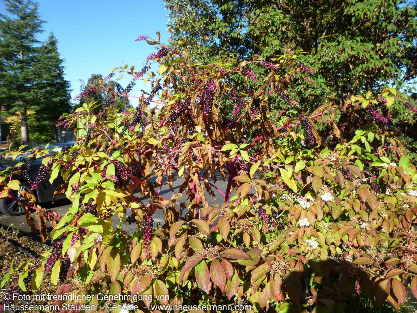 Amerikanische Kermesbeere (Phytolacca americana)