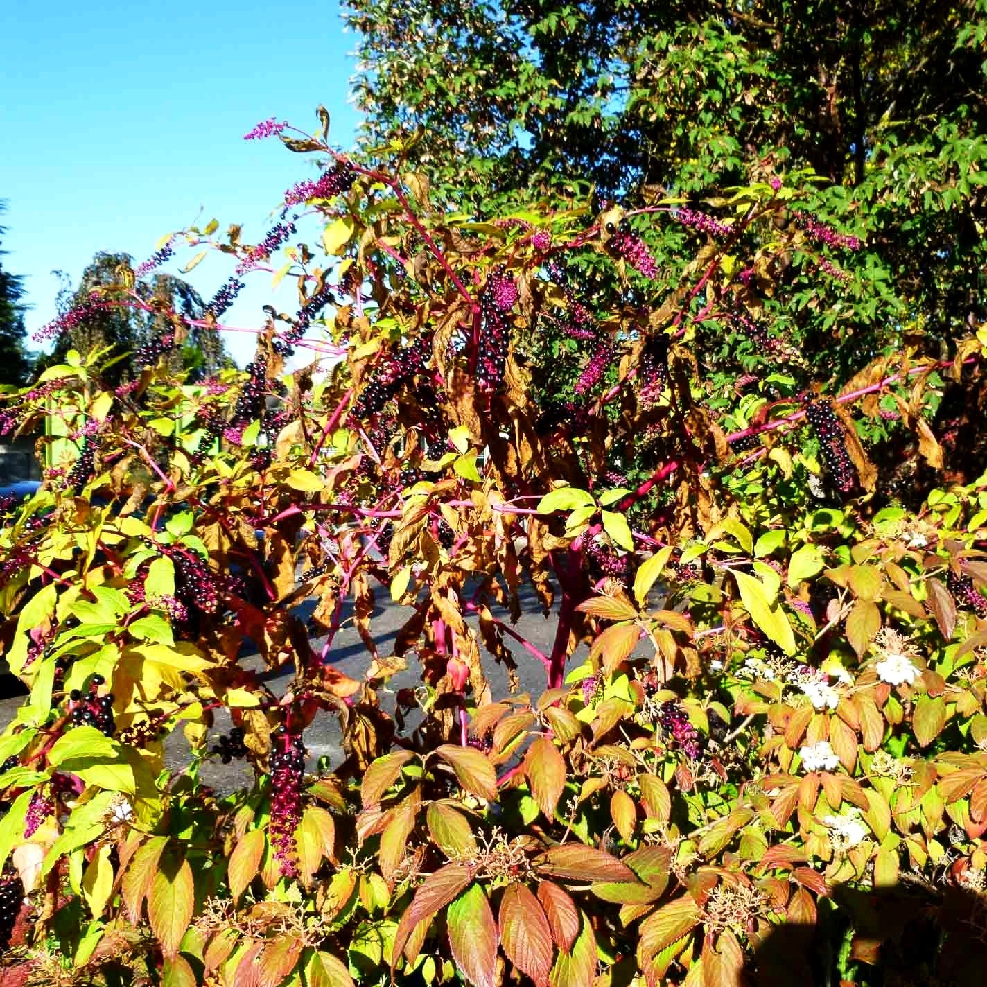 Amerikanische Kermesbeere (Phytolacca americana)