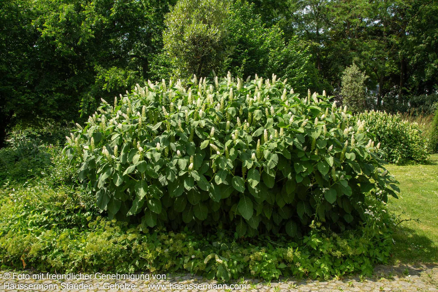 Amerikanische Kermesbeere (Phytolacca americana)