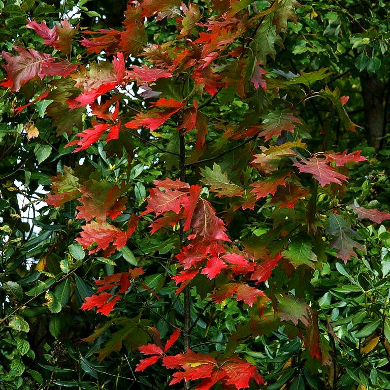 Amerikanische Rot-Eiche (Quercus rubra)