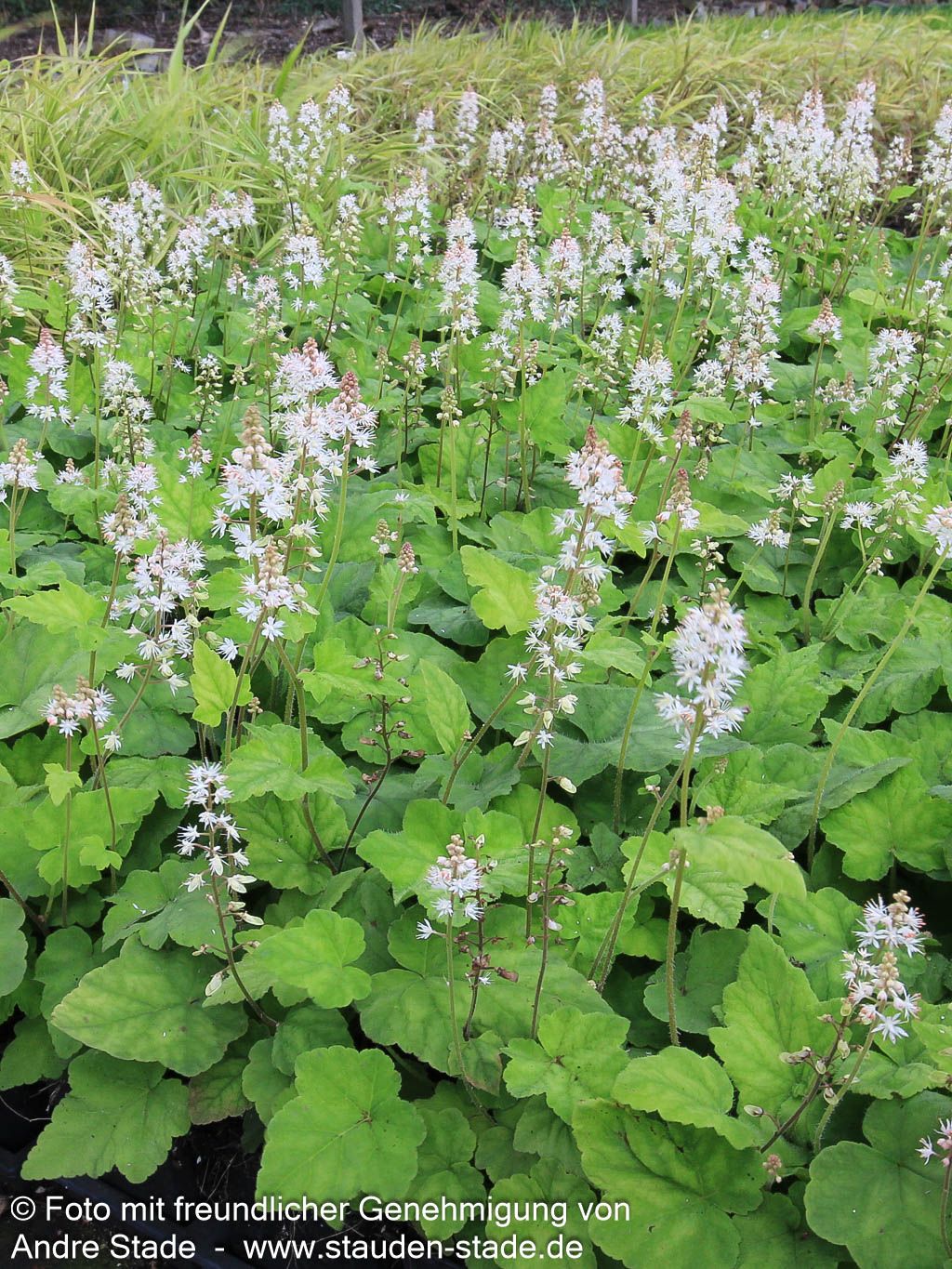 Amerikanische Schaumblüte (Tiarella wherryi)