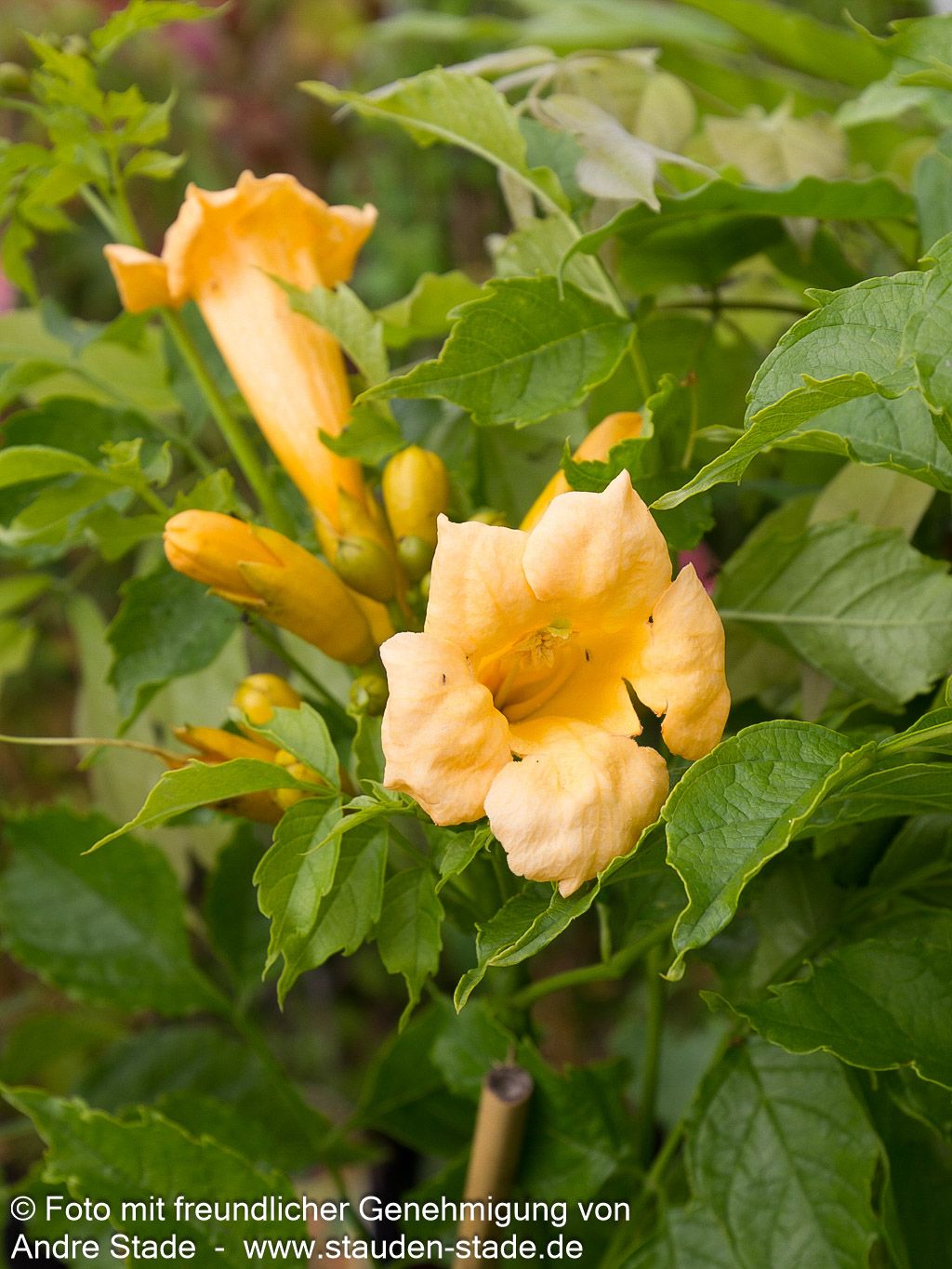Amerikanische Trompetenwinde 'Flava' (Campsis radicans)